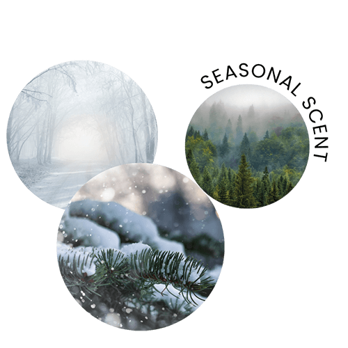 Evergreen Fir