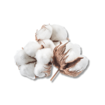 Cotton